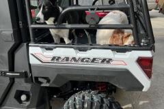 Ranger-Dog-2